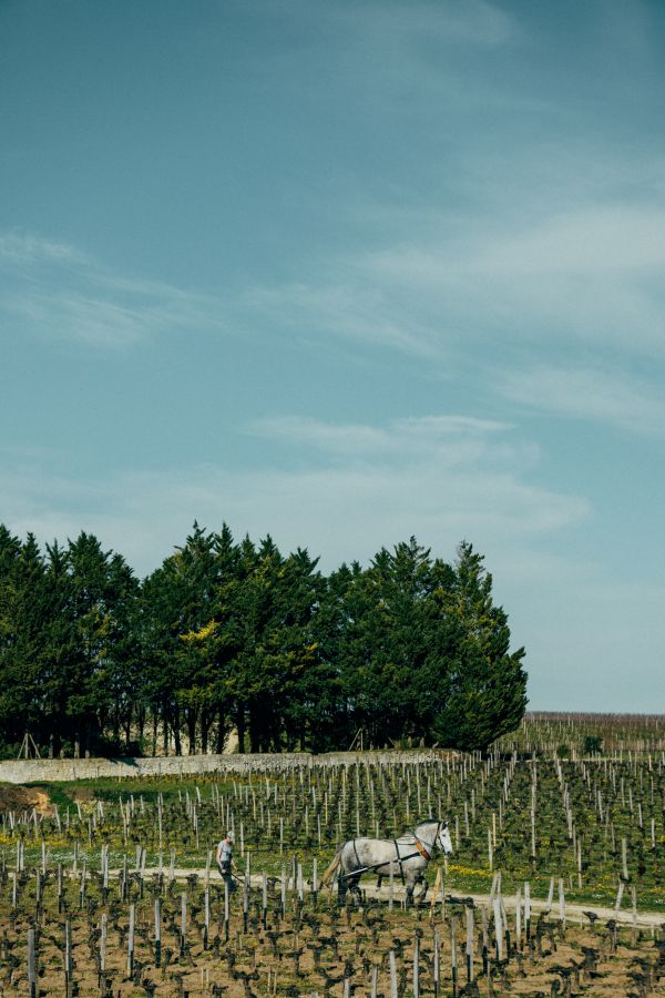 vineyard-horse-primeur-2025-credits-erea-azurmendi-and-federico-reparaz