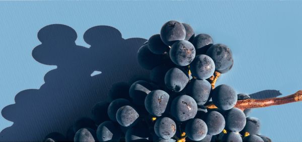 Grappe de raisin rouge