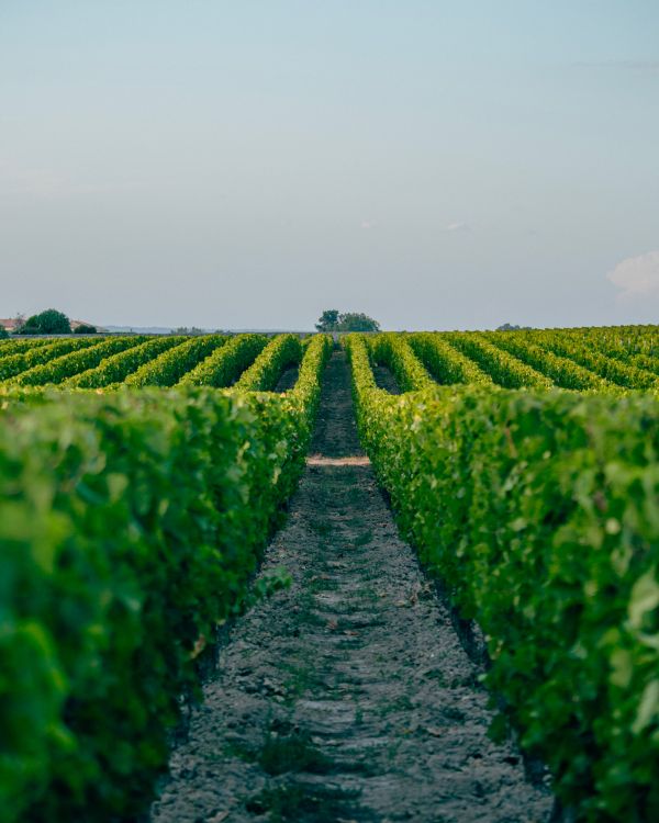 Vignes du Château Canon