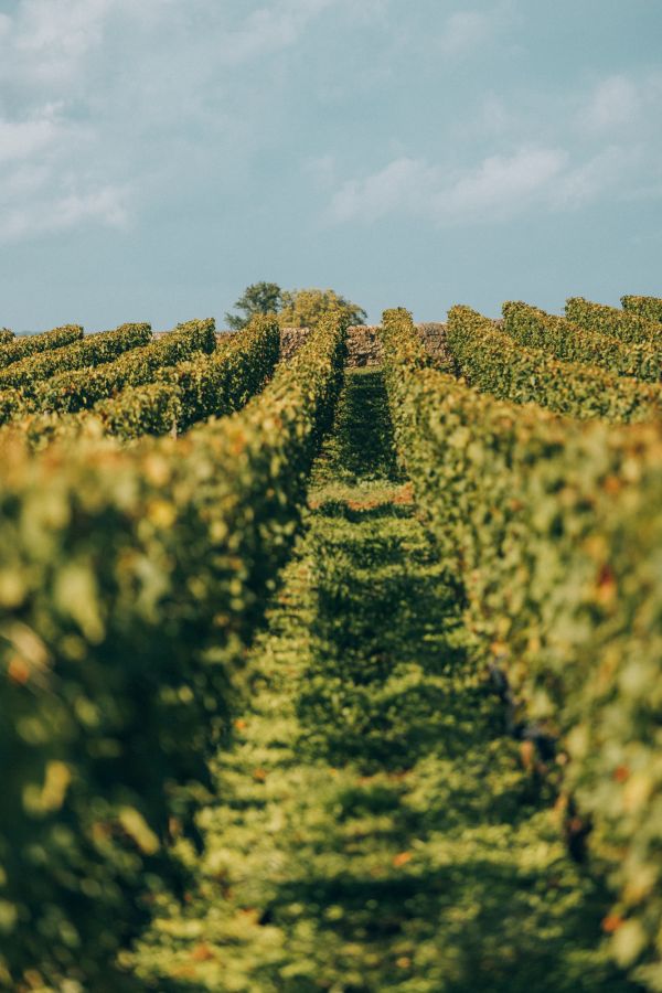 vines-chateau-canon-primeur-2024