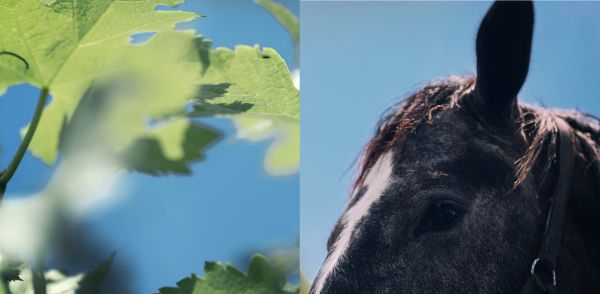 Image coupée en 2 : feuilles de vigne à gauche et gros plan sur une tête de cheval à droite