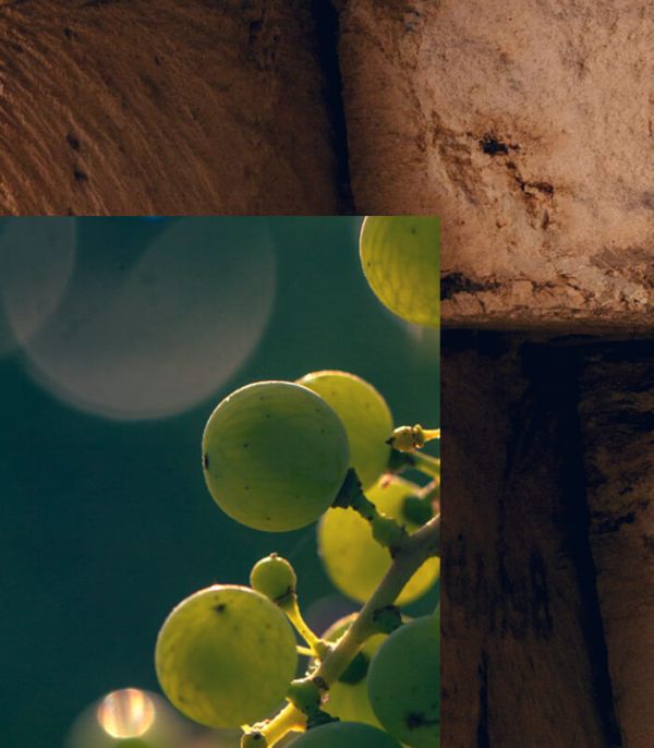 Gros plan sur une grappe de raisin blanc