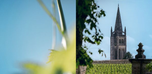 Image coupée en 2 : feuilles de vigne à gauche et clocher de l'église derrière des vignes à droite